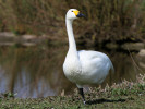 Bewick's Swan (WWT Slimbridge March 2012) - pic by Nigel Key